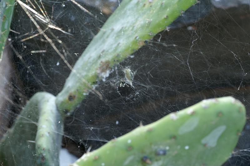 Cyrtophora_citricola_D3295_Z_78_Valle Gran Rey_Spanje.jpg
